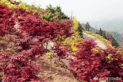 來巴南豐盛古鎮賞紅葉 到3000畝彩色森林覓童年