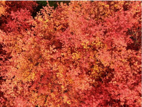 樂山沙灣 日本紅楓 紅袖善舞翠云間