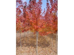 大批量低價供應紅楓,美國紅楓,日本紅楓,嫁接紅楓規格齊全|喬灌木|綠化苗木|供應信息|597苗木網
