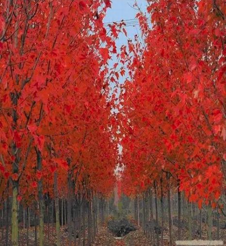 打卡華源發絕美紅楓:驚艷了時光,溫柔了歲月