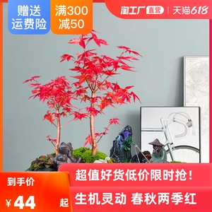 臥室盆景日本防輻射盆栽凈化空氣楓樹紅楓