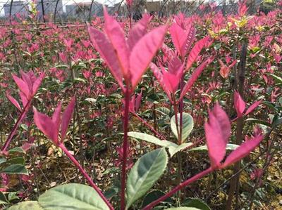 紅楓,美國紅楓,日本紅楓-五色彩桂:獲中國西部園林花木博覽會(huì)金獎(jiǎng)-美國紅楓十月光輝|夕陽紅|紅冠|秋火焰|日本紅楓獅子頭、三河八房、紅三河批發(fā)【華石紅楓 tel:4006168511】-www.shmmw.com