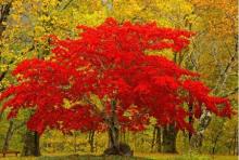 花木百科 花木網(wǎng)苗木品種庫,匯集上萬種苗木知識