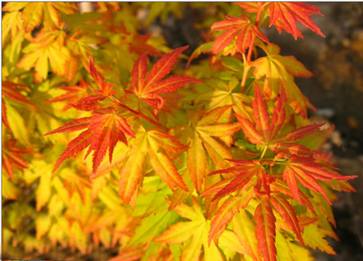 2017日本紅楓苗前景預(yù)測分析_其它_網(wǎng)