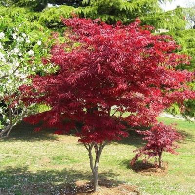 5公分日本紅楓樹 8公分多規(guī)格 風(fēng)景樹 公園造景栽植苗木