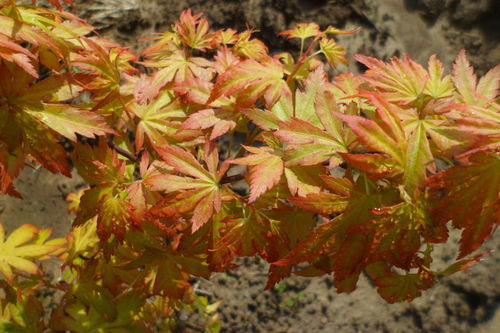 紅楓 主要品種 日本紅楓橙之夢(mèng) 三季紅 紅舞姬