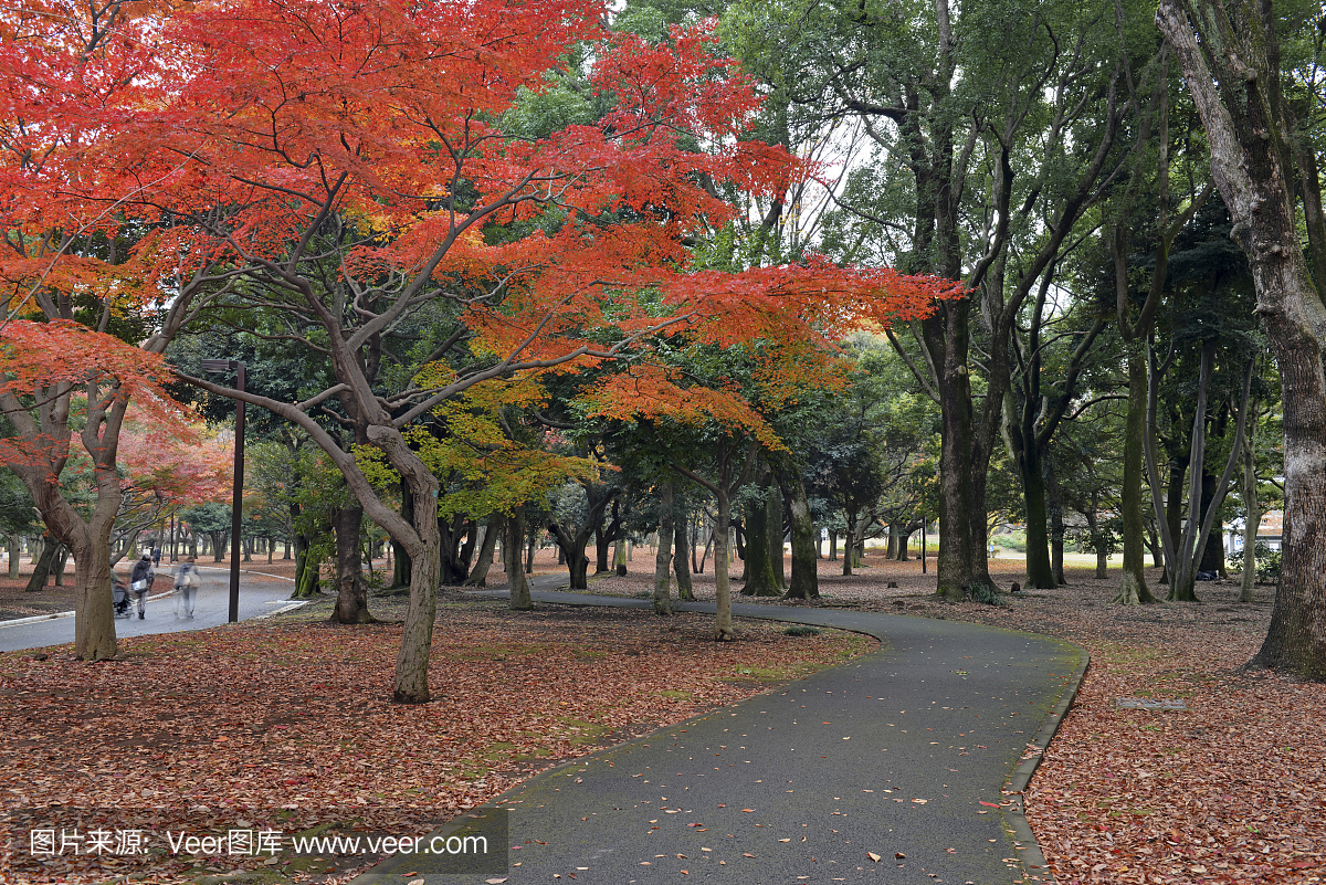 秋天的顏色與日本紅楓秋天