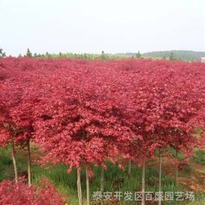 紅楓樹苗有幾個品種 美國紅楓 日本紅楓 歐洲紅楓 三季紅紅楓苗