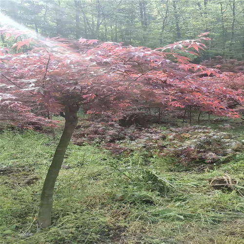 【山西日本紅楓基地批發】-