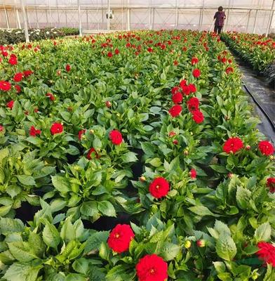 紅楓,美國紅楓,日本紅楓-多地疫情反彈 花卉深陷價量雙跌困境-美國紅楓十月光輝|夕陽紅|紅冠|秋火焰|日本紅楓獅子頭、三河八房、紅三河批發【華石紅楓 tel:4006168511】-www.shmmw.com