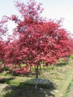 主營產(chǎn)品_杭州蕭山寧圍鎮(zhèn)盈一盆景花木場