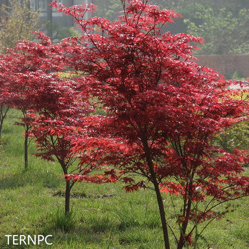 日本紅楓紅舞姬 植物非試管高效快繁日本紅楓紅舞姬