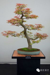 秋天就要到了,欣賞一下那些美麗的秋天盆栽