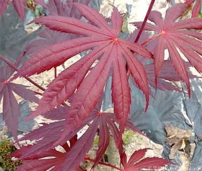 別樣的美,來看日本紅楓紫秀的風采,附華東紅楓大型產地照片