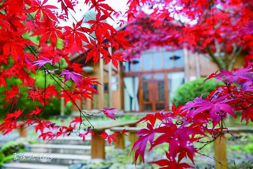 太美了,株洲賞楓好去處 錯過等一年