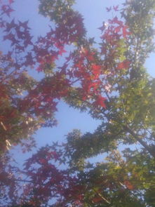 麻煩懂行的幫我看下這個日本紅楓的真假