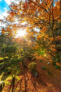 大胡子帶你去攝影 日本紅楓季 7日 奈良 大阪城 嵐山 清水寺 白川鄉 高松 小豆島