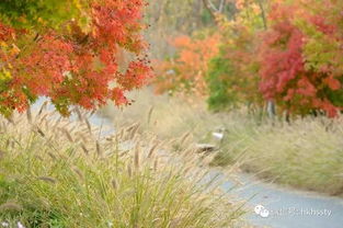 又能賞楓葉啦 上海這些地方大概要刷屏了,小眾賞楓地都在這