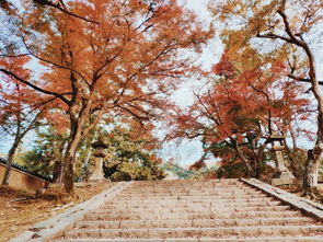 錯過了4月的櫻花,還有11月的紅楓 一家人歡樂日本游 后附詳細行程