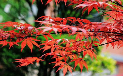 霜葉紅于二月花,日本紅楓也不差