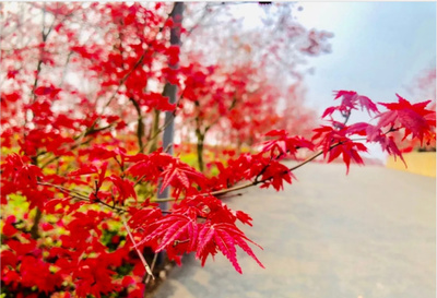 2024重慶南湖多彩植物園門票價格、開放時間、游玩攻略