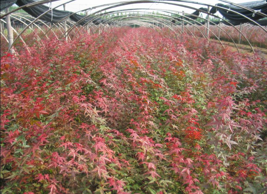 紅楓小苗_農副產品欄目