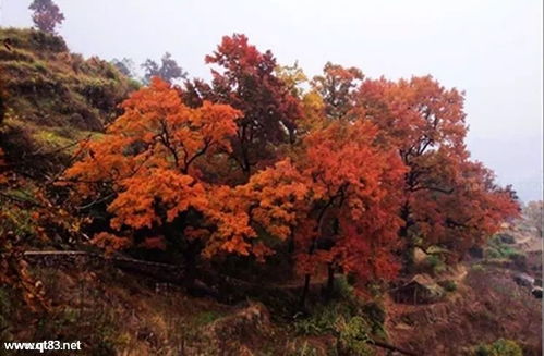 12月9-10日周末休閑徒步 探訪中國最美大會嶺紅楓古道與百丈漈風景區